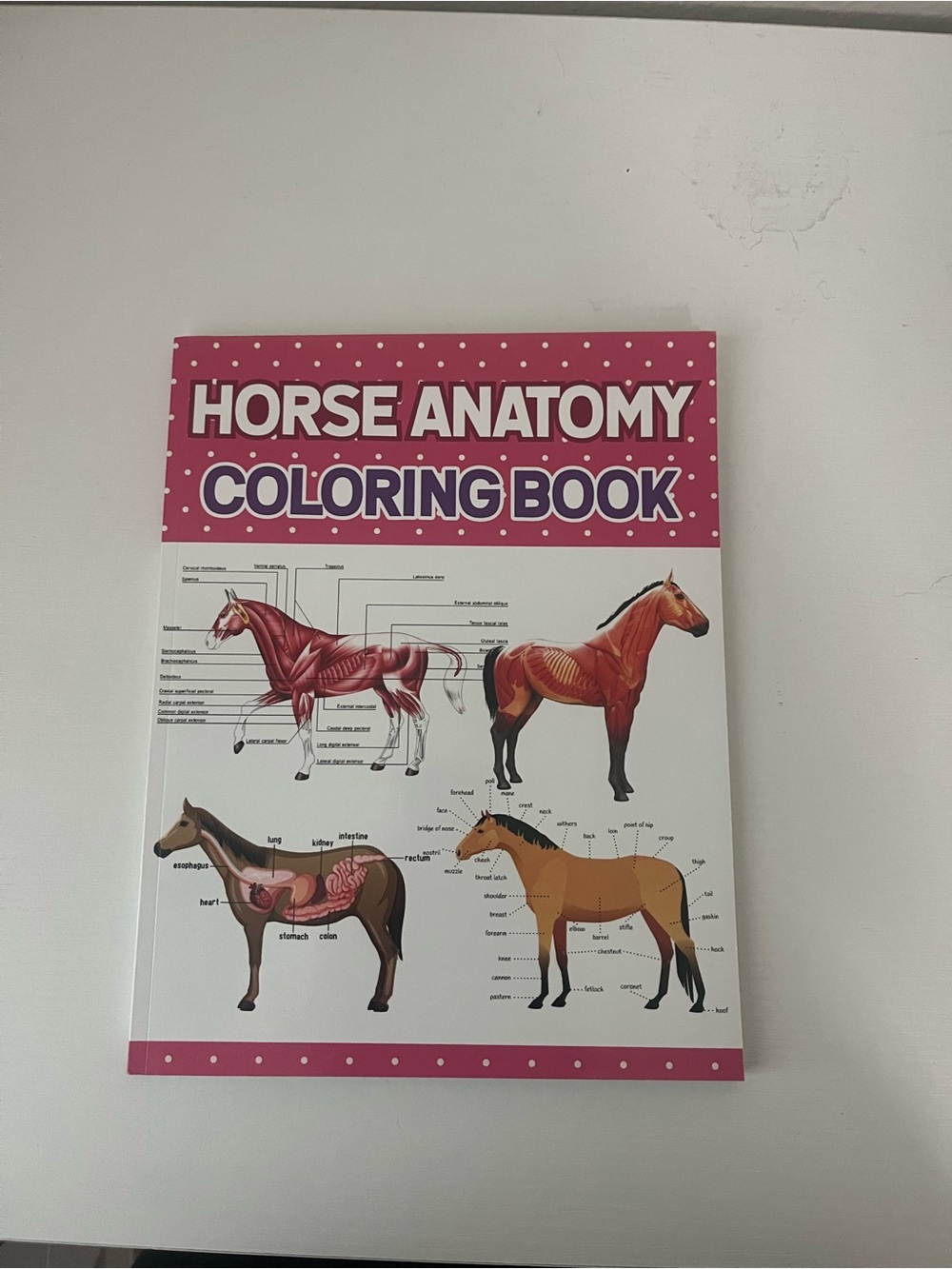 Horse Anatomy Coloring Book - Pink Cover